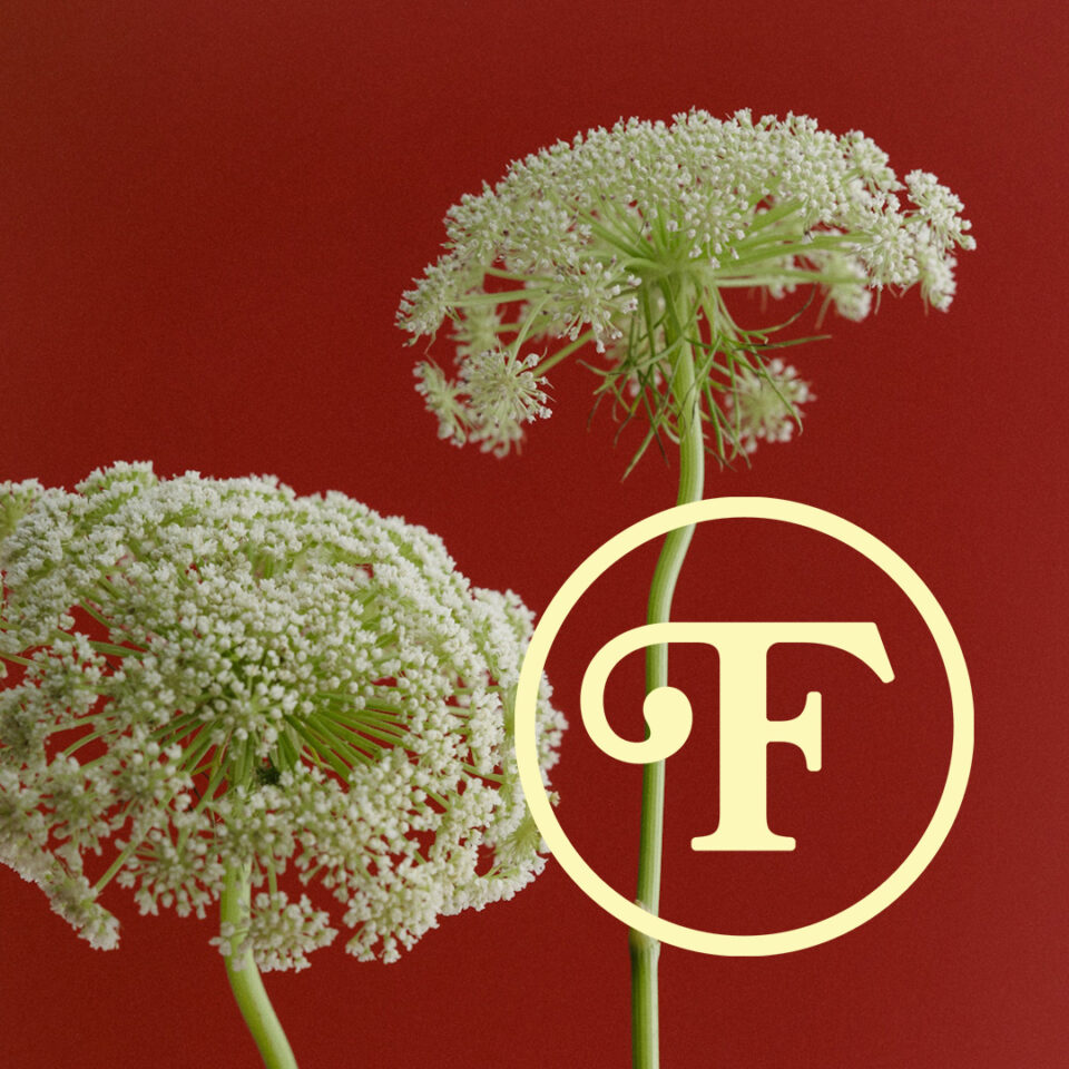 DB-Thumbnail-FrankyCollective-01